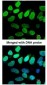 VCP Antibody (aa1-206)